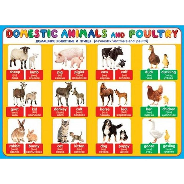 Английский язык. Домашние животные и птицы. Donestic animals and poultry/А2. 0-02-283. XKN1106773 - фото 554761