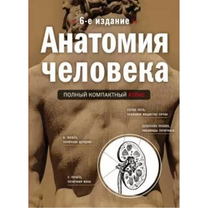 Анатомия человека: полный компактный атлас. Боянович Ю.В. XKN1638596 - фото 557868