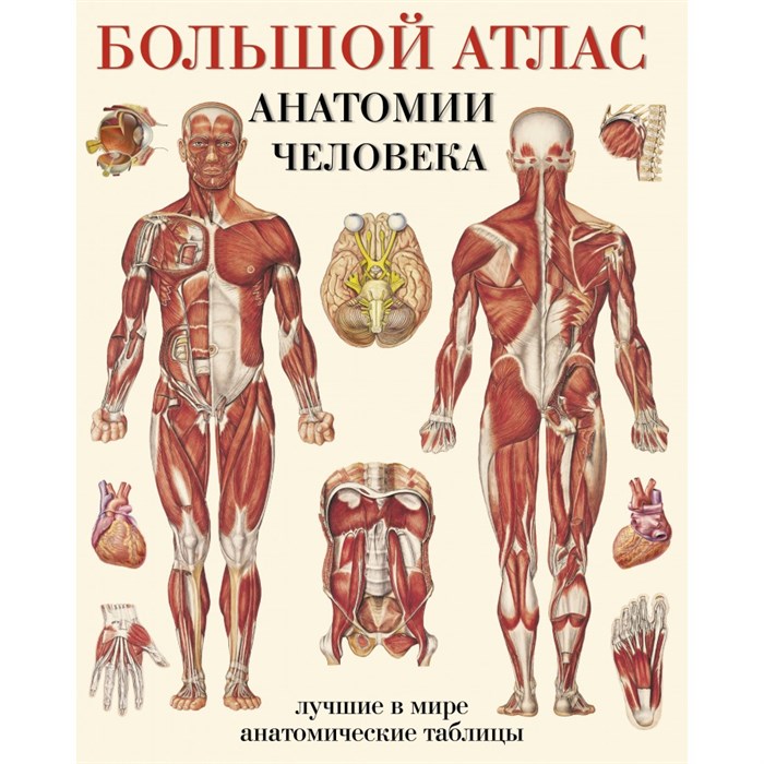 Большой атлас анатомии человека. Мягкая обложка. Е. Махиянова XKN1076911 - фото 561404