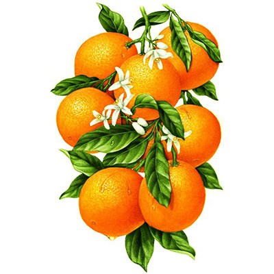 "Алмазная живопись" АЖ-1091 "Гроздь апельсинов" 31 х 48 см - фото 655991