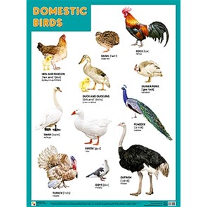 Английский язык. Домашние птицы. Domestic Birds. А2. XKN1265260