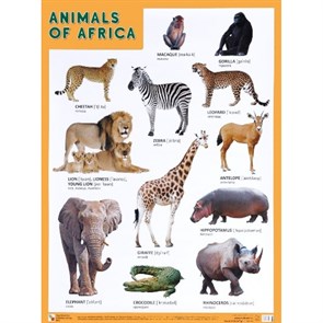 Английский язык. Животные Африки. Animals of Africa. А2. XKN1236502