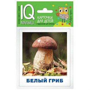 Грибы наших лесов. 14 карточек. Тимофеева Т.В. XKN1733417