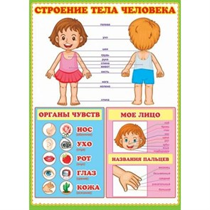 Строение тела человека. А2. XKN907341