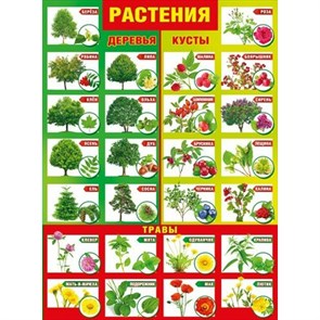 Растения. А2. 084.890. XKN1210958