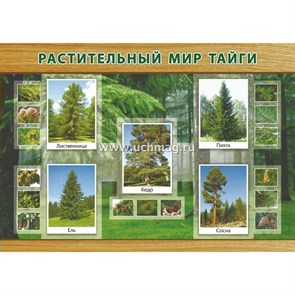 Растительный мир тайги. А3. КПЛ - 78/5. XKN1712186