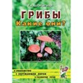 Грибы. Какие они?. Шорыгина Т.А. XKN198643 - фото 553163