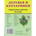 Деревья и кустарники. 16 раздаточных карточек 63 х 87. XKN1088116 - фото 553753